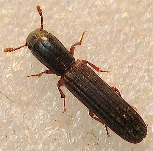 Réf. 7 739 : Colydium elongatum