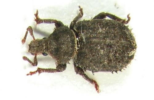 Réf. 7 027 : Trachyphloeus scabriculus