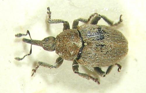 Sibinia viscariae