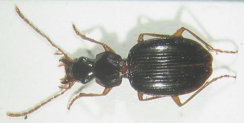 Réf. 7 119 : Agonum sp.
