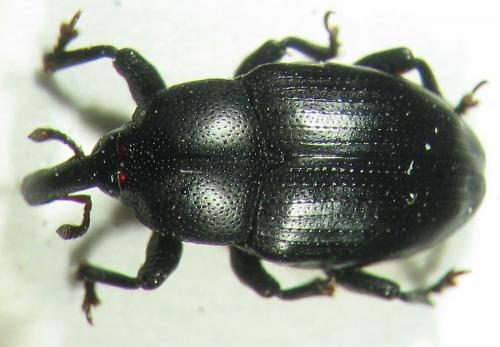 Malvaevora timida