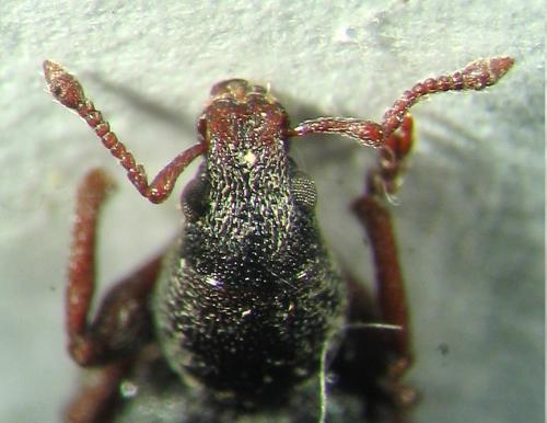 Réf. 7 442 : Pleurodirus sp.