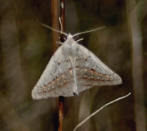Chemerina caliginearia