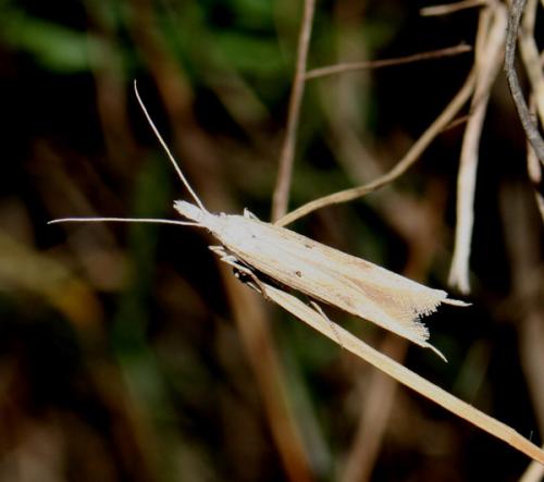 Réf. 7 452 : Ypsolopha mucronella