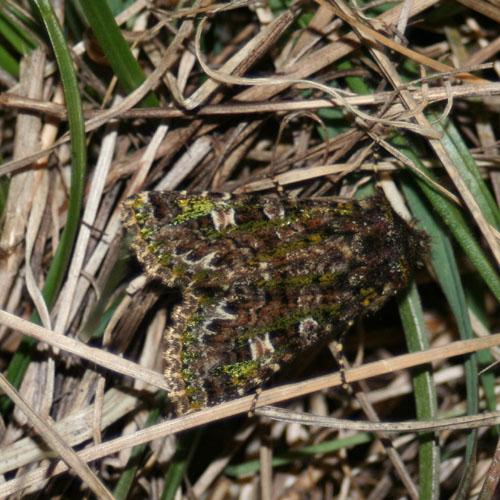 Réf. 7 238 : Valeria jaspidea