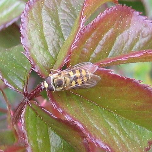 Eupeodes corollae