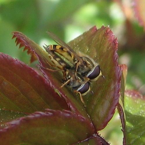 Réf. 7 848 : Eupeodes sp.