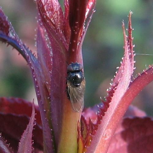 Dasiops sp.