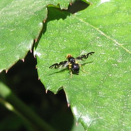 Euleia heraclei
