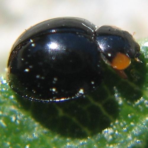 Parexochomus nigromaculatus