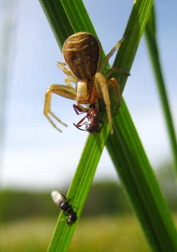 Xysticus sp.