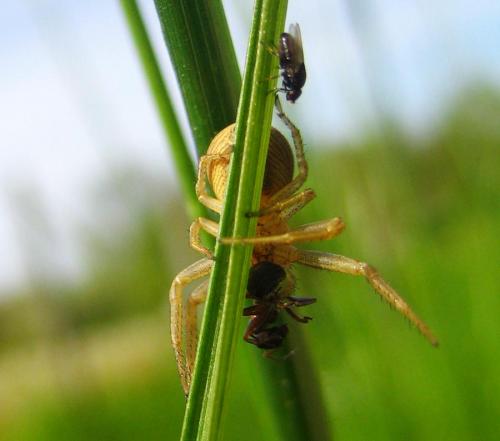 Xysticus sp.