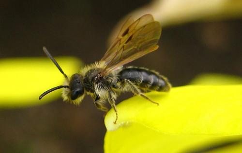 Andrena sp.