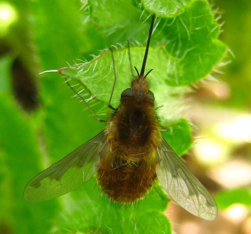 Bombylius major