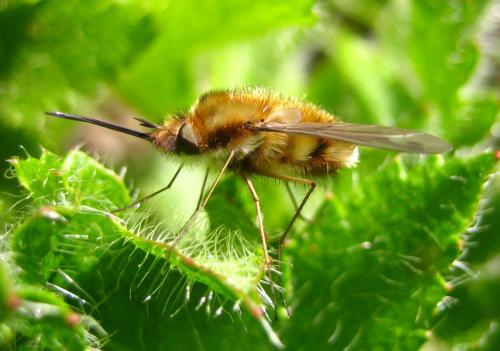Réf. 7 687 : Bombylius major