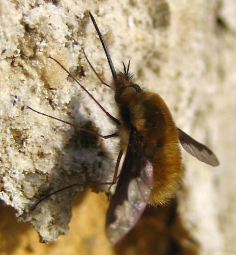 Bombylius major