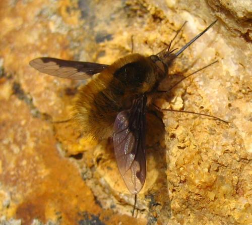Bombylius major