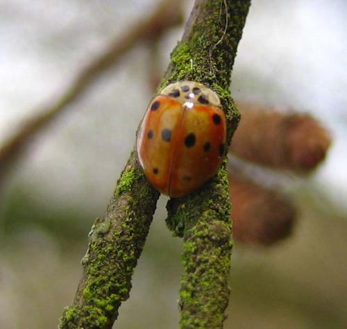 Réf. 7 691 : Adalia decempunctata