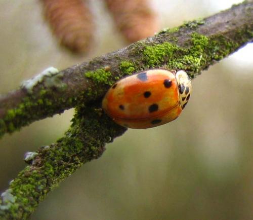 Adalia decempunctata