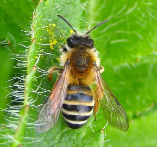 Andrena gravida