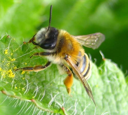 Andrena gravida