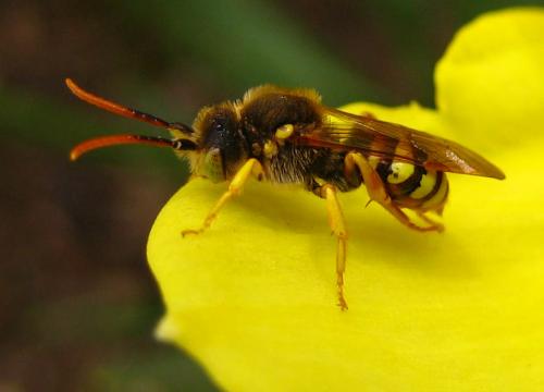 Réf. 7 689 : Nomada lathburiana