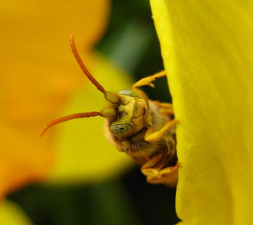 Nomada lathburiana