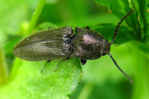 Cidnopus pilosus