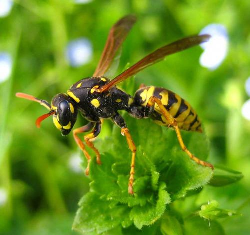Polistes dominula