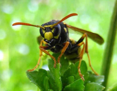 Polistes dominula