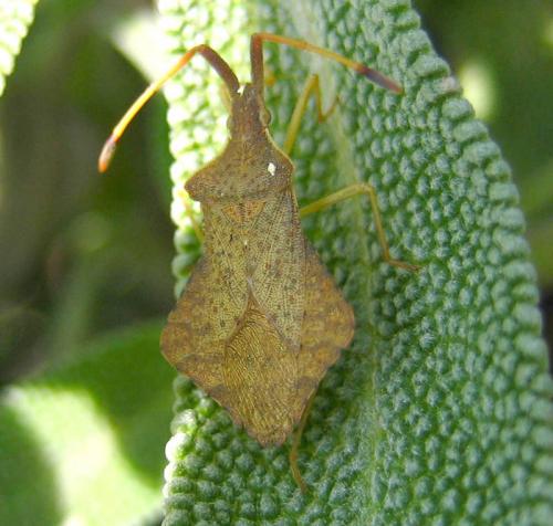 Syromastus rhombeus