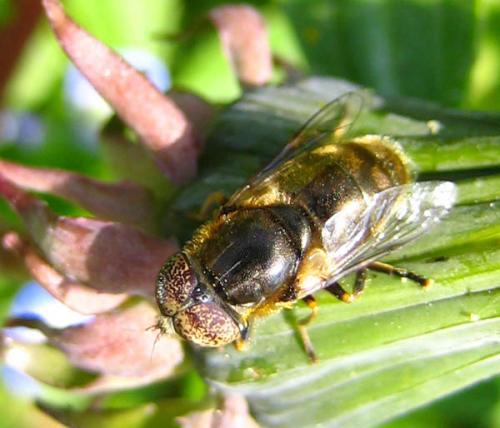 Eristalinus aeneus