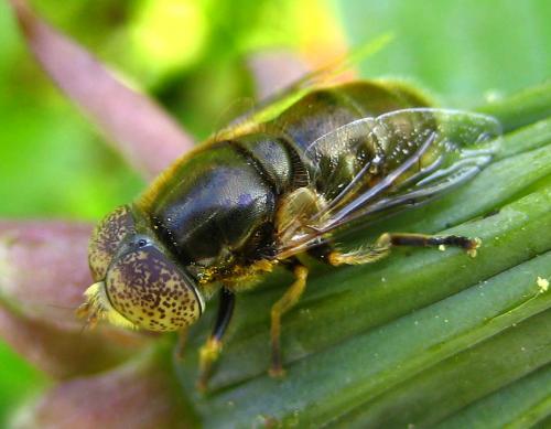 Réf. 7 952 : Eristalinus aeneus
