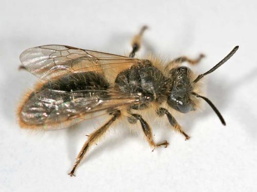 Andrena sp.