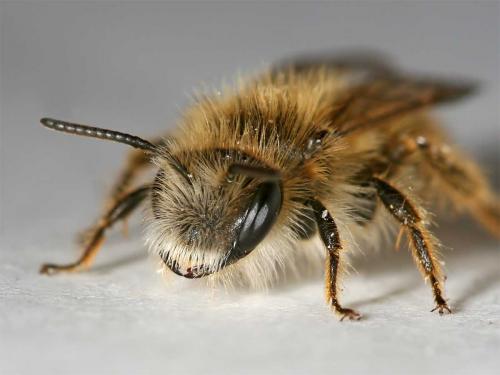 Andrena sp.