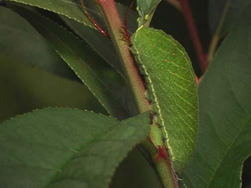 Réf. 7 266 : Iphiclides podalirius