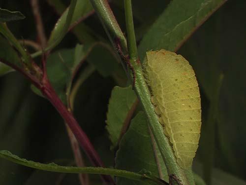 Iphiclides podalirius