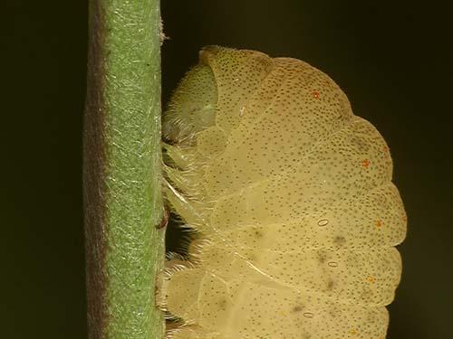 Réf. 7 269 : Iphiclides podalirius