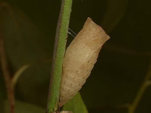 Réf. 7 271 : Iphiclides podalirius