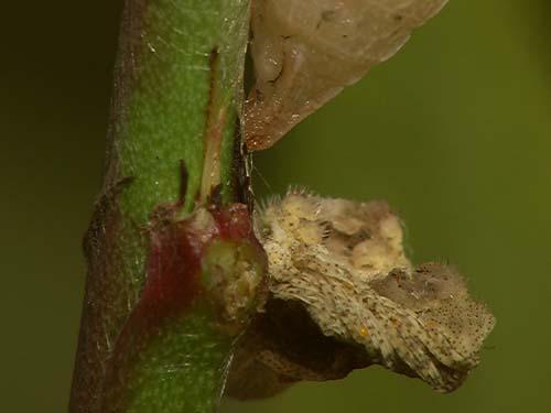 Réf. 7 272 : Iphiclides podalirius