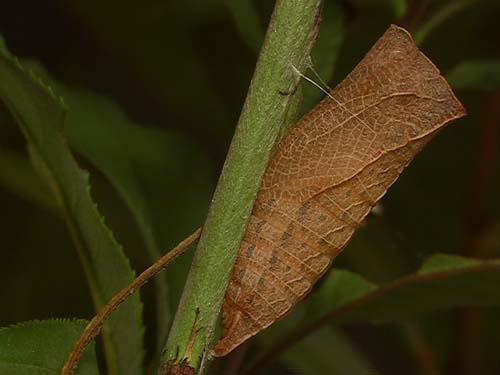 Réf. 7 273 : Iphiclides podalirius