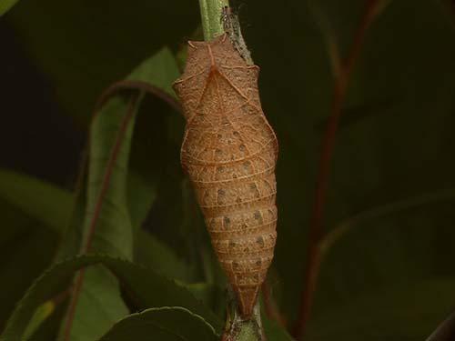 Iphiclides podalirius