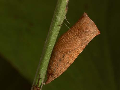 Réf. 7 275 : Iphiclides podalirius