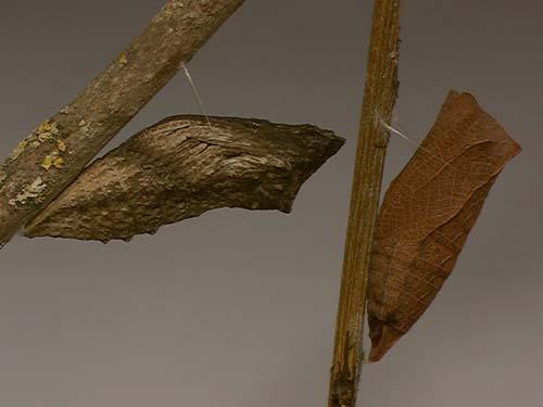 Iphiclides podalirius