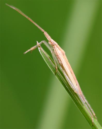 Stenodema sp.