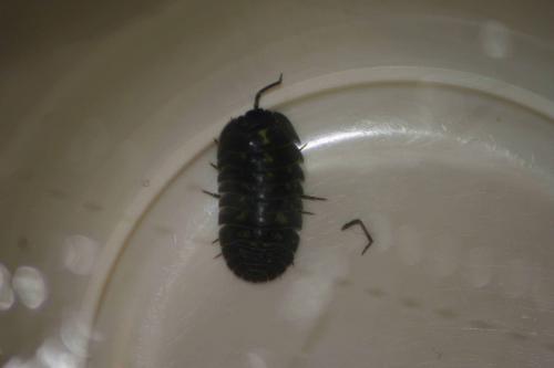 Armadillidium depressum
