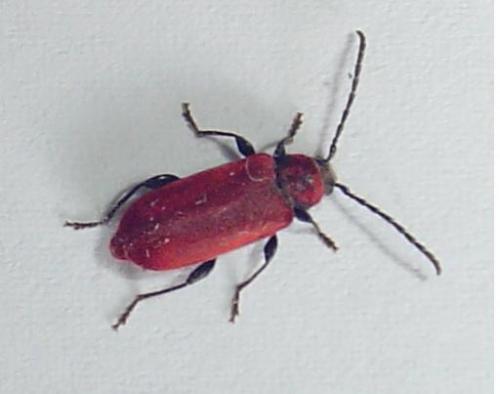 Pyrrhidium sanguineum