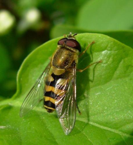 Réf. 7 589 : Syrphus ribesii