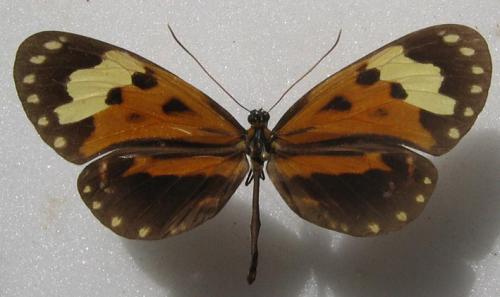Hypothyris inonia latefasciata