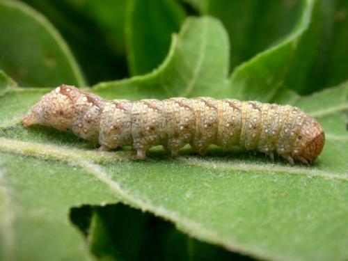 Jodia croceago